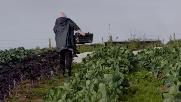 Person harvesting crops in a field