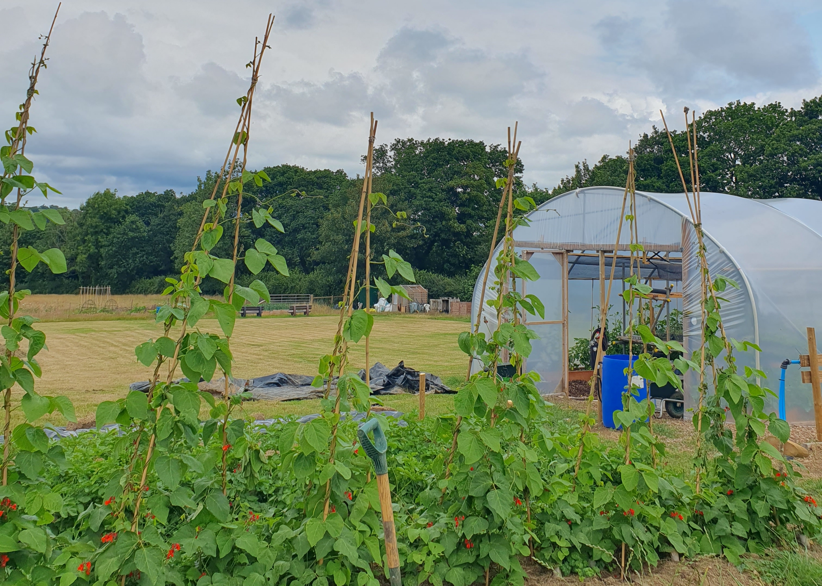 Polytunnel and garden. 