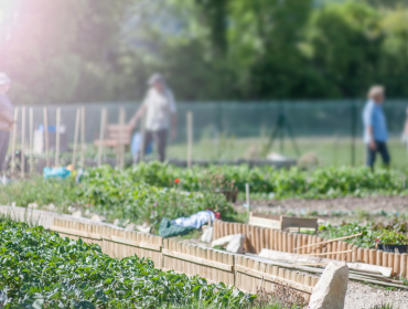 People working on an allotment 