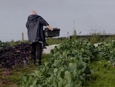 Person harvesting crops in a field