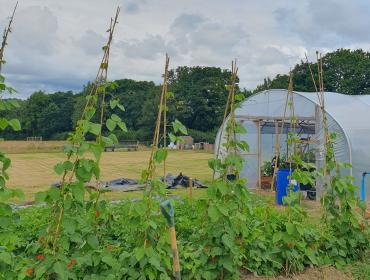 Polytunnel and garden. 