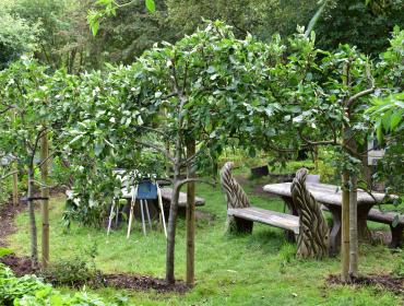 Bench seating in an orchard