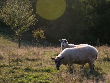 Sheep grazing in a field