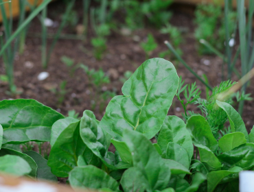 Veg growing in a raised bed