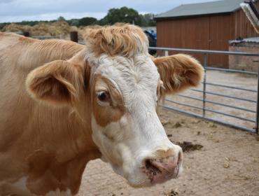 Brown and white cow in a farm yard