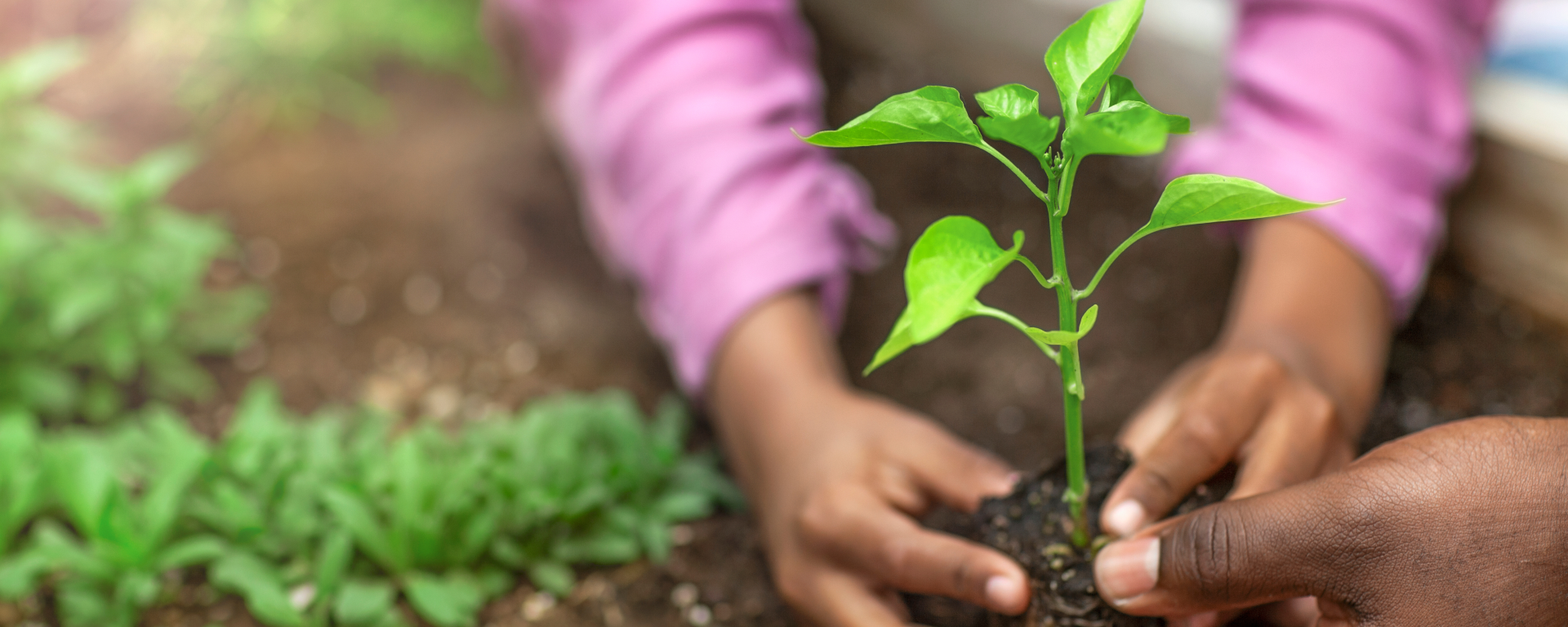 Hands in soil planting