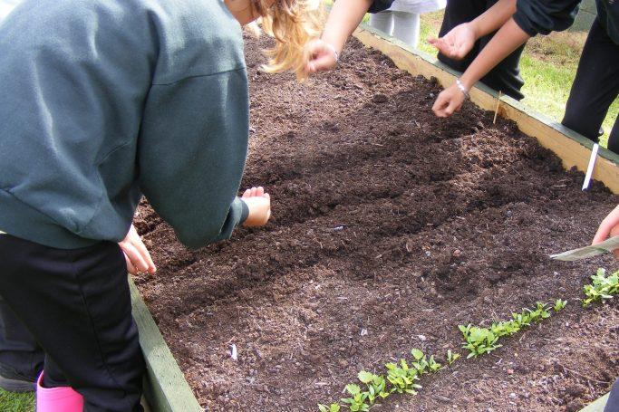 child planting seeds in garden education